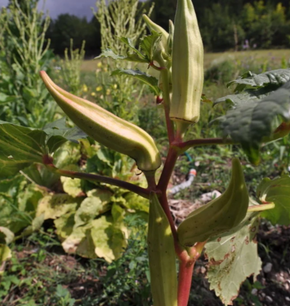 Okra Blondy White