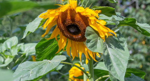 Sonnenblume Mammut