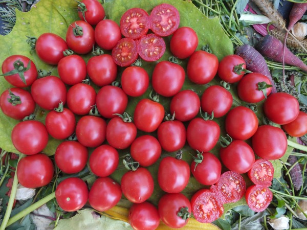 Wildtomate &#039;Humboldtii&#039;-reduziert