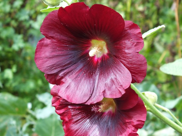 Schwarze Stockrose, oder Stockmalve-reduziert