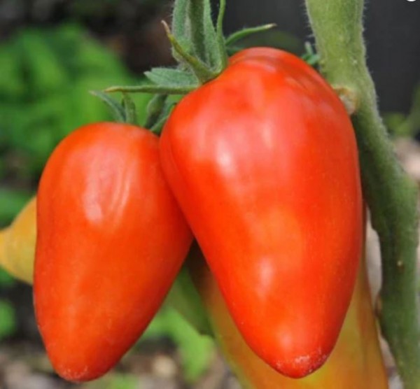 San Marzano Redorta (Rieseneiertomate)