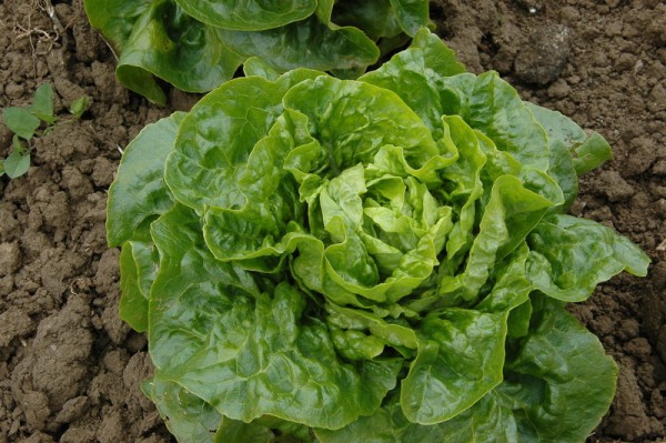 „Chartreuse Butter Tongue“ Kopfsalat