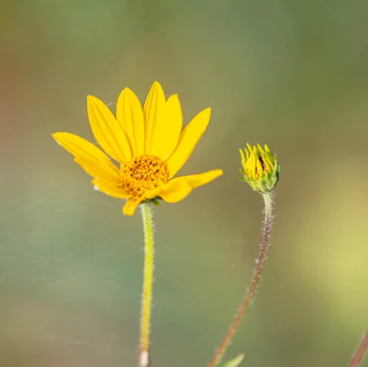 Western-Sunflower (Helianthus occidentalis)