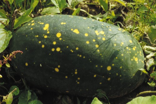 Mond und Sterne, Wassermelone