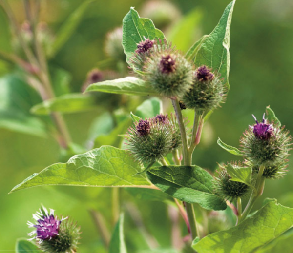 Große Speiseklette, Gobo (Arctium lappa)