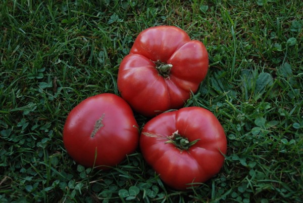 Pink Ponderosa Fleischtomate